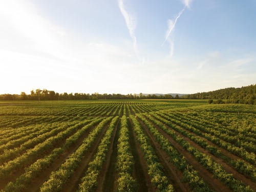 AGRICULTURE FIELD