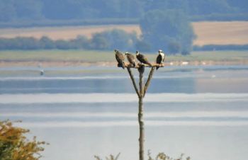 ANGLIAN WATER BIODIVERSITY