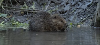 BEAVER