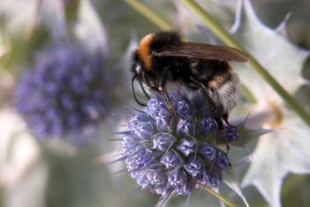 BEE_AND_SEA_HOLLY_1.jpg