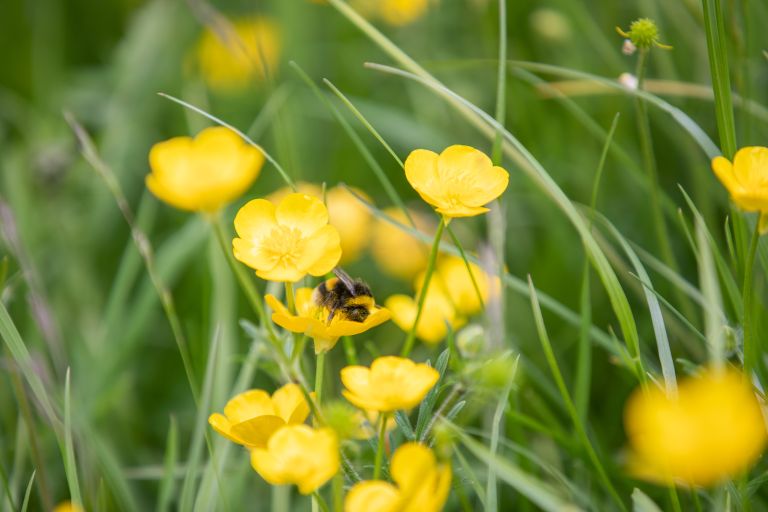 BEE  BUTTERCUP