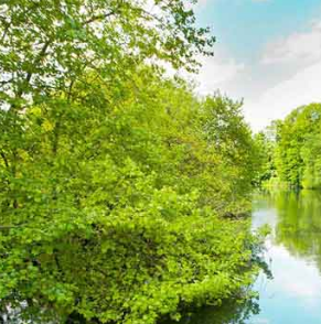 CHALK STREAM HAMPSHIRE