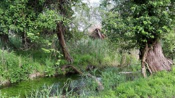 Chalk stream next to trees GENERIC