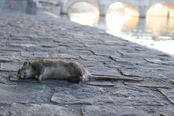 DEAD RAT 1