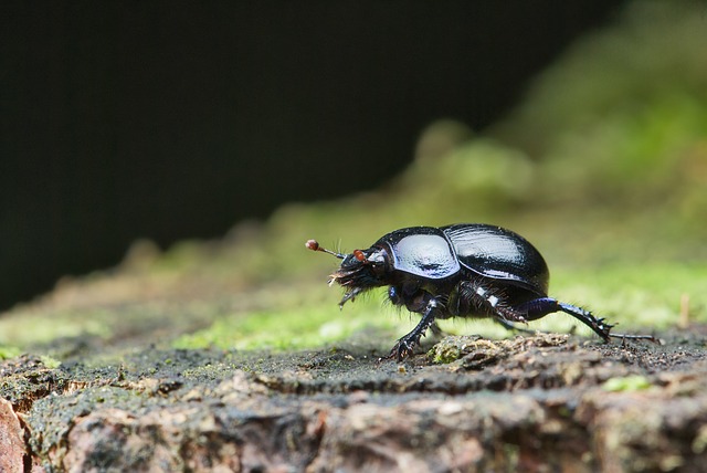 DUNG BEETLE anoplotrupes-stercorosus-544737 640
