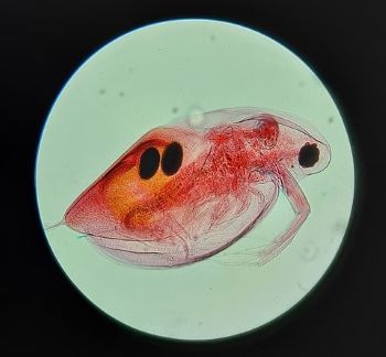 Daphnia- WATERFLEAS