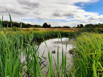 Durleigh wetlands  3