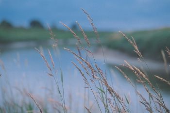 ENV AGENCY Grasses  on Denver Fens Norfolk 1