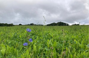 FIELD CORNFLOWER