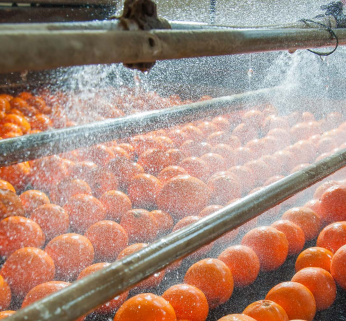 FOOD SECTOR - WASHING ORANGES