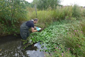 Floating pennywort Aire  Calder navigation channel 1