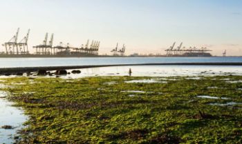 HARWICH HAVEN AUTHORITY 1