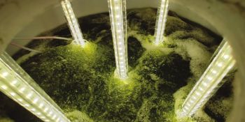I-Phyc Phosphorous removal