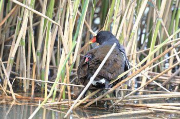 Marsh moorhen 1