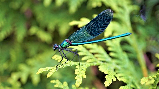 DRAGONFLY