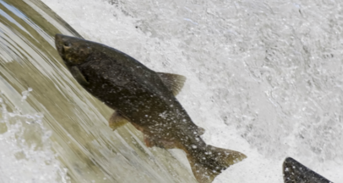 SALMON RIVER DON