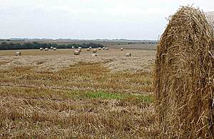 crops