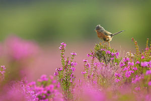 dartford warbler