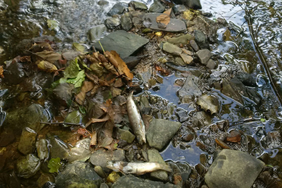 sww-tamerton-stream-pic-1