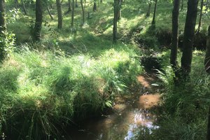 Natural flood management Eshton beck
