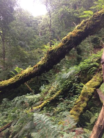 Nature_Based_Solutions_-_Devon_rainforest_1.jpg