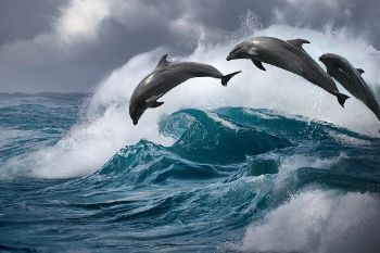 OCEANS DOLPHINS 1