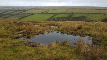 PEATLAND EXMOOR 1