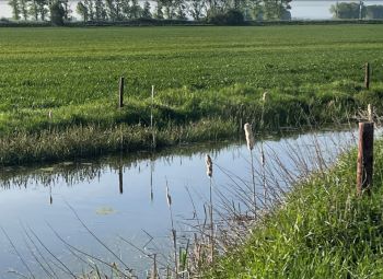 PEAT - LOWLAND AGRICULTURAL PEAT