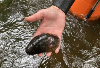 Pearl-mussel - river esk 1