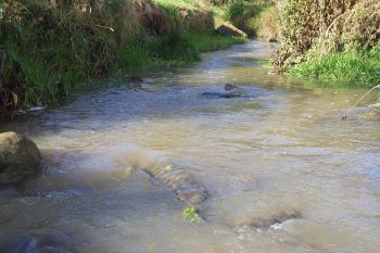 Pollution at pitty beck