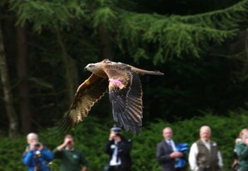RED KITE RELEASE FLIGHT