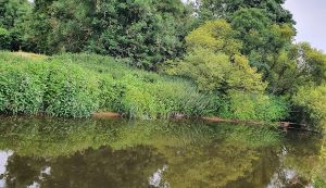 RIVER OTTER DEVON