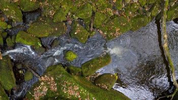 River water stones moss