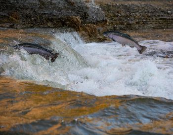 SALMON STOCKS 1