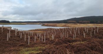 SCOTTISH WATER NEW WOODLANDS Glengavel Trees