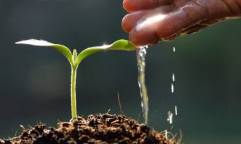 SEEDLING  WATER