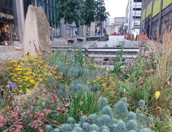 SUDS RAINGARDEN