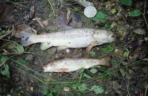 Southern Water dead fish