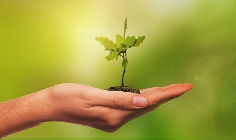 TREE PLANTING