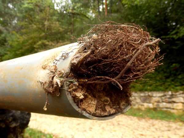 Tree roots in pipe 1