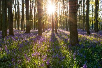 Trees bluebell wood 1