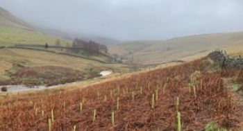 UNITED UTILITIES TREE PLANTING