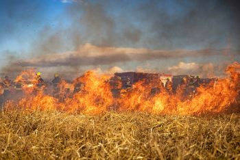 WILDFIRE GENERIC