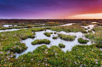 Wetland_at_Wells_1.jpg