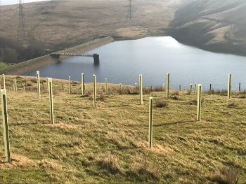 YORKS WATER TREE PLANTING 1