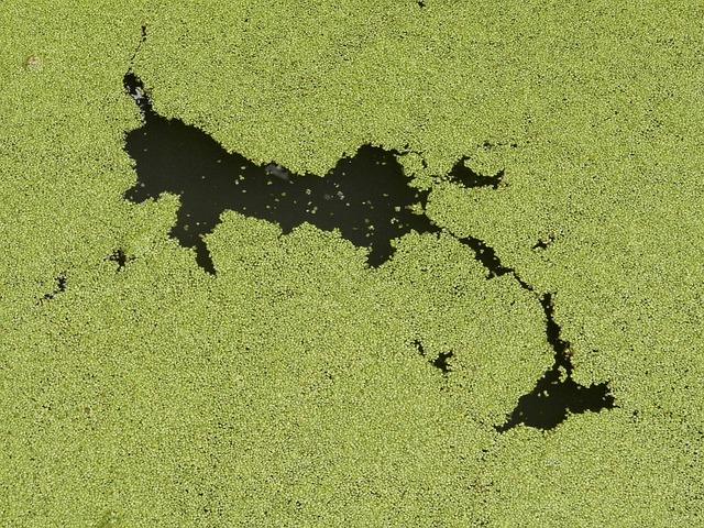 algae-112356 640