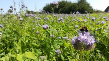 bee wildflowers