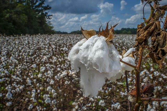 cotton-3763250 640