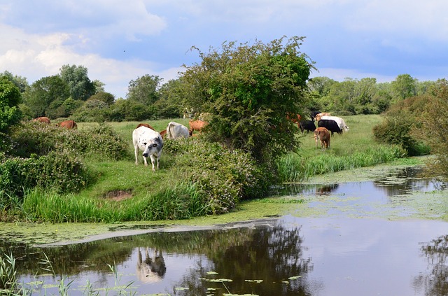cows and water