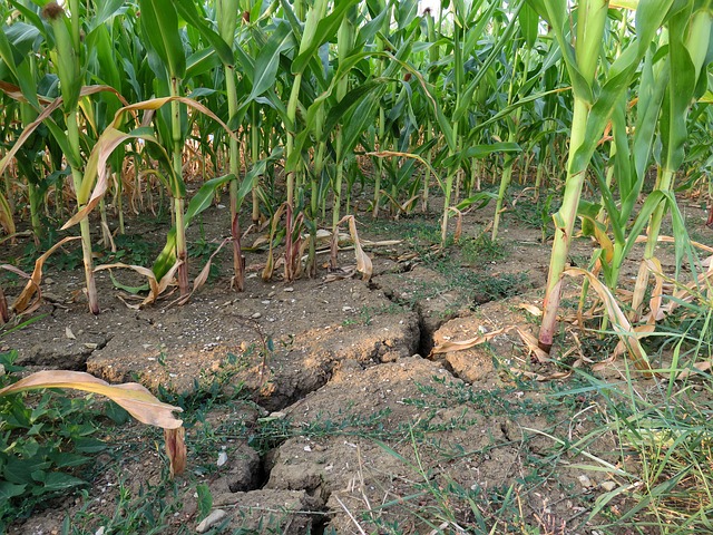 crops drought